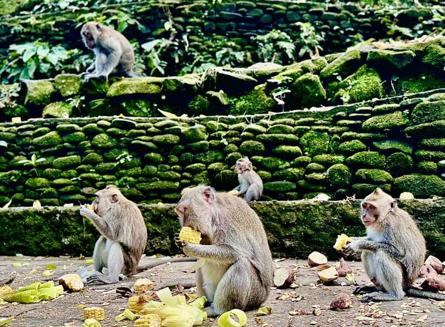 Ubud: Sacred Monkey Forest Sanctuary Ticket and Guided Tour - Pura Dalem Agung Padangtegal and the macaques