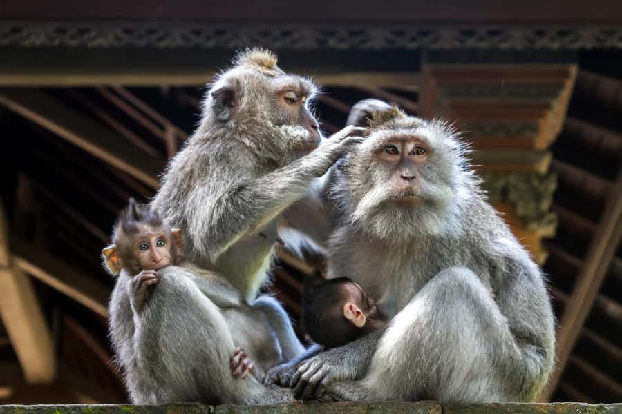 Ubud: Sacred Monkey Forest Sanctuary Ticket and Guided Tour - Transfers, timing, and the real value of $16