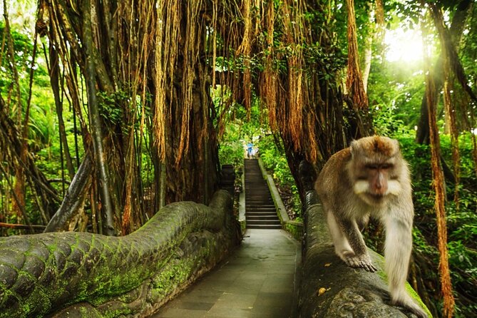 Ubud Skip the line Monkey Forest Sanctuary Ticket and Guided Tour - Key points to know before you book