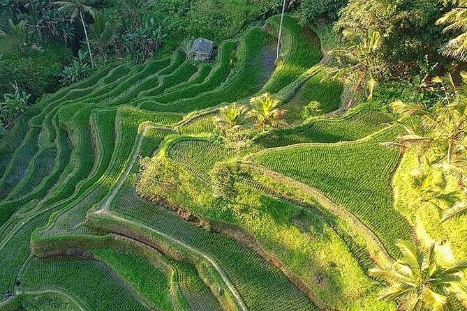 Ubud: Swing - Monkey Forest - Waterfall - Temple - Rice Terraces - Art Crafts - Sacred Monkey Forest Sanctuary and its three temples