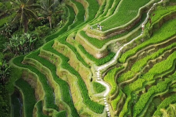 Ubud Tour: Monkey Forest, Rice Terrace, Waterfall, Water Temple - A Full Ubud Day From Seminyak