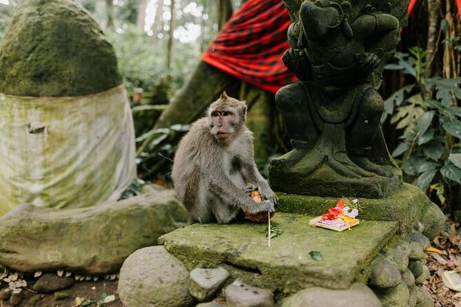 Ubud Tour: Monkey Forest, Rice Terrace, Waterfall, Water Temple - The Holy Springs of Tirta Empul