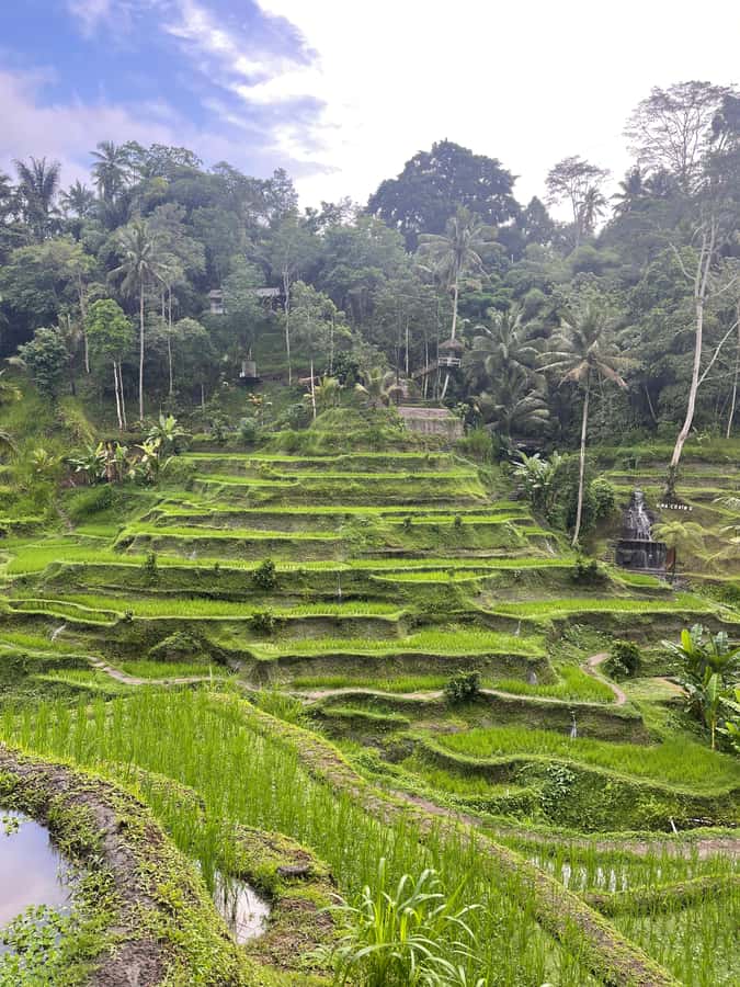 Ubud Tour Monkey Forest Rice Terraces Bali Swing Tirta Empul - Key points to know before booking