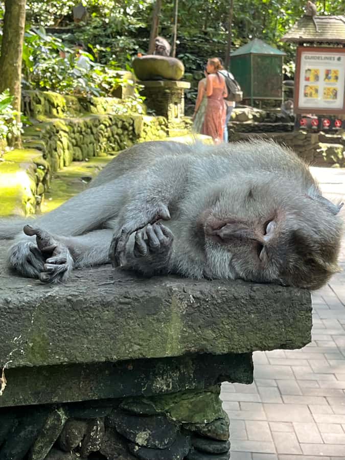 Ubud Tour Monkey Forest Rice Terraces Bali Swing Tirta Empul - What this Ubud day tour is really trying to do