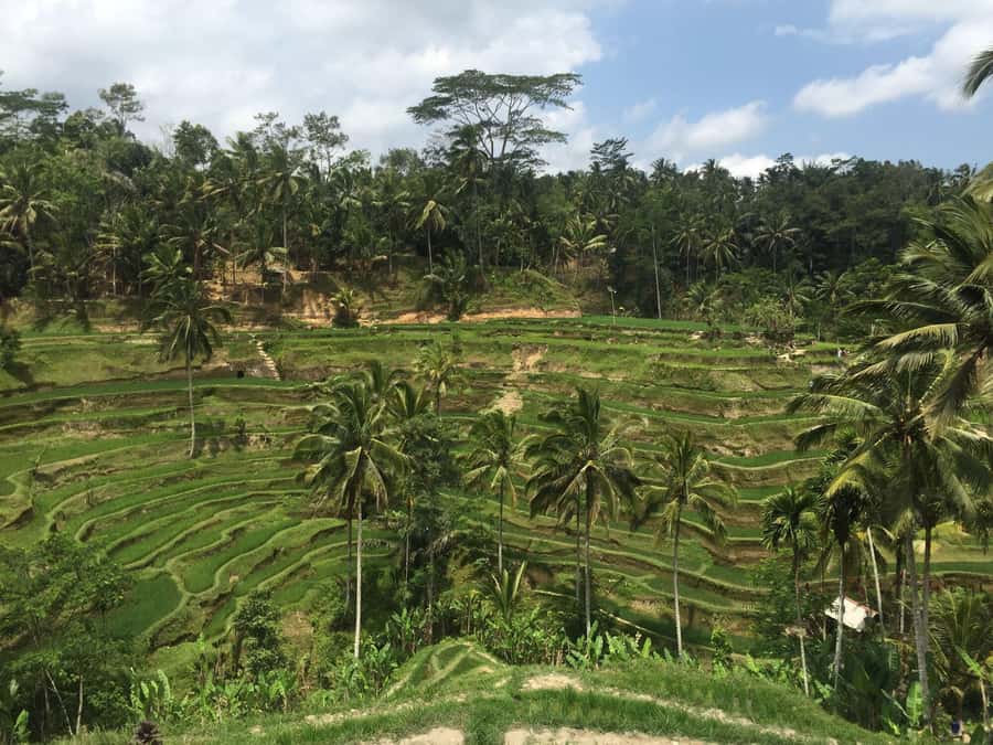 Ubud Tour Monkey Forest Rice Terraces Bali Swing Tirta Empul - Walking through Tegallalang’s Subak rice terraces