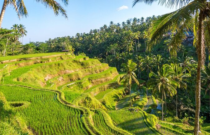 Ubud Tour: Monkey forest, rice terraces, temple, waterfall - Key points to know before booking
