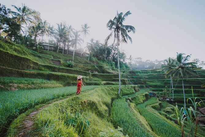 Ubud: Waterfall, Rice Terraces, and Monkey Forest Private Tour - Macaques at the Sacred Monkey Forest