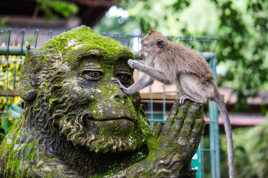 Ubud: Waterfall, Rice Terraces & Monkey Forest Private Tour - Key details before you book