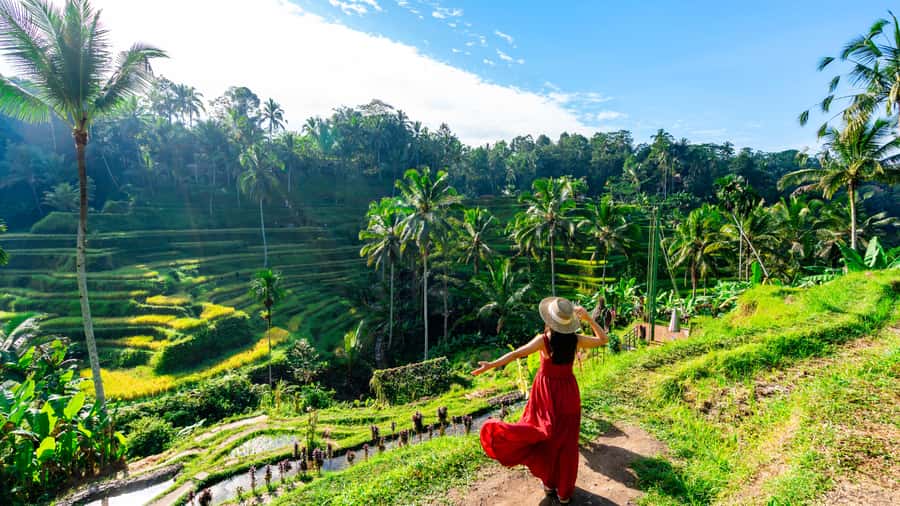Ubud: Waterfall, Rice Terraces & Monkey Forest Private Tour - The Monkey Forest: fun, shaded, and slightly unpredictable