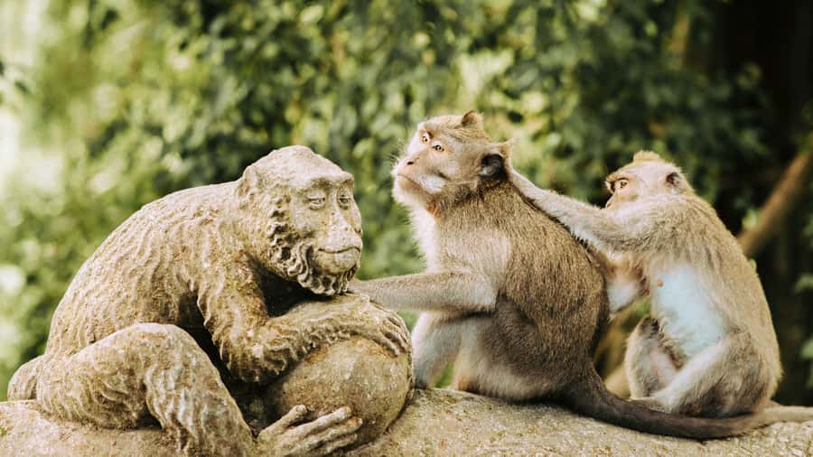 Ubud: Waterfall, Rice Terraces & Monkey Forest Private Tour - Coffee plantation and Luwak coffee