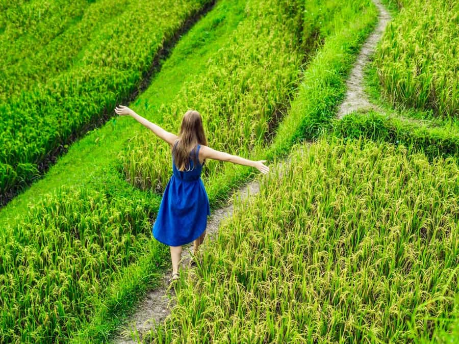 Ubud: Waterfalls, Sacred Monkey Forest & Rice Terraces Tour - Key points at a glance