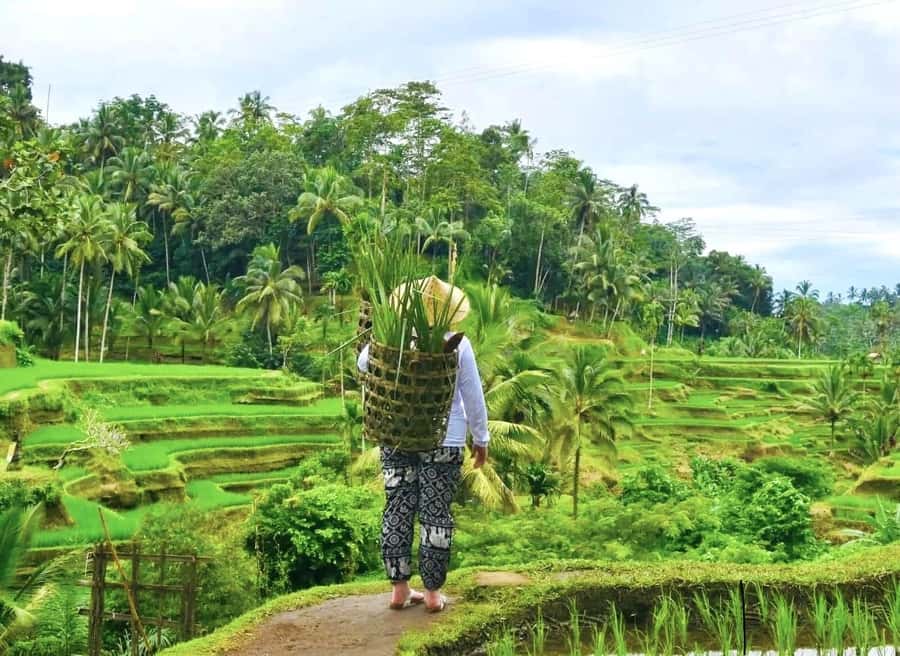 Ubud: Waterfalls, Sacred Monkey Forest & Rice Terraces Tour - Lunch at Waroeng De Koi