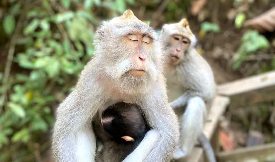 Ubud: Waterfalls, Sacred Monkey Forest & Rice Terraces Tour - Meeting the macaques at Sacred Monkey Forest