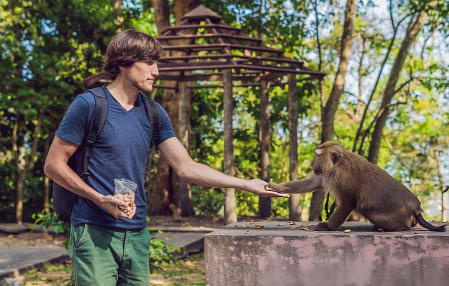 Ubud: Waterfalls, Temple, Monkey Forest Private Tour - Monkey Forest: temples, roots, and watchful monkeys