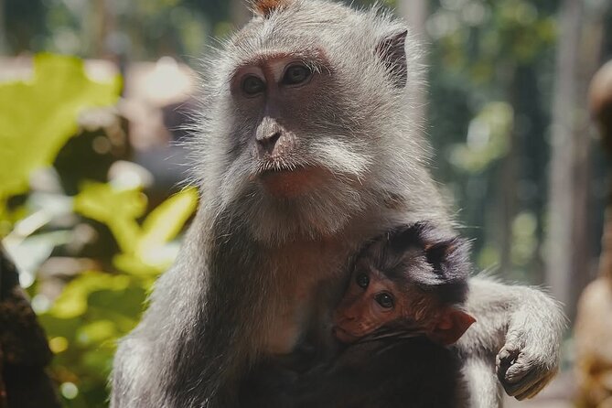 Ubud: White Water Rafting with visit Ubud Monkey Forest - Private transport from Bali’s main resort areas