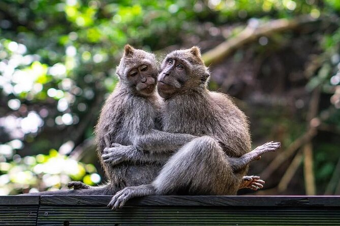 Ubud: White Water Rafting with visit Ubud Monkey Forest - Is $57.44 a fair price?