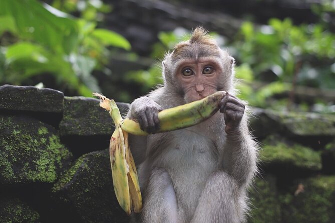 Ubud: White Water Rafting with visit Ubud Monkey Forest - Ayung River rafting: two hours of action