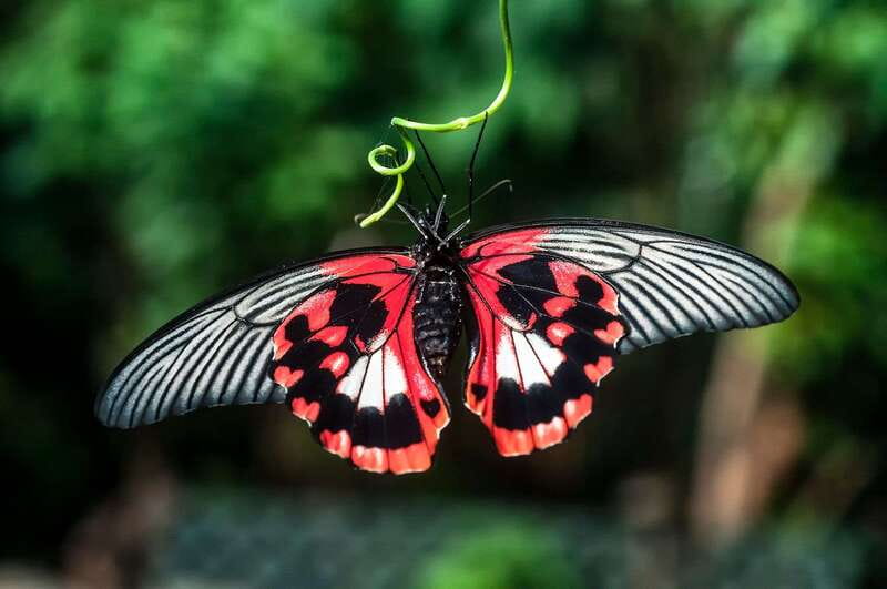 Victoria: Butterfly Gardens Admission Ticket - Entering Victoria’s enclosed tropical jungle