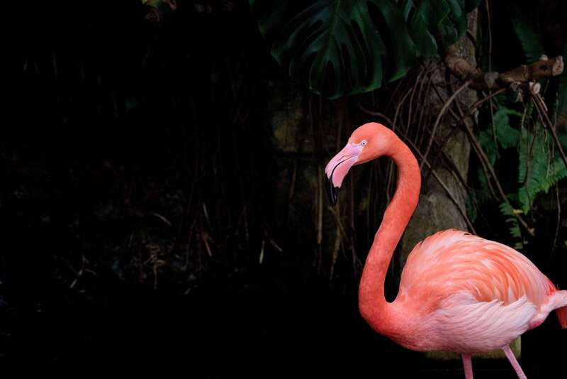 Victoria: Butterfly Gardens Admission Ticket - The insectarium’s small creatures from around the world