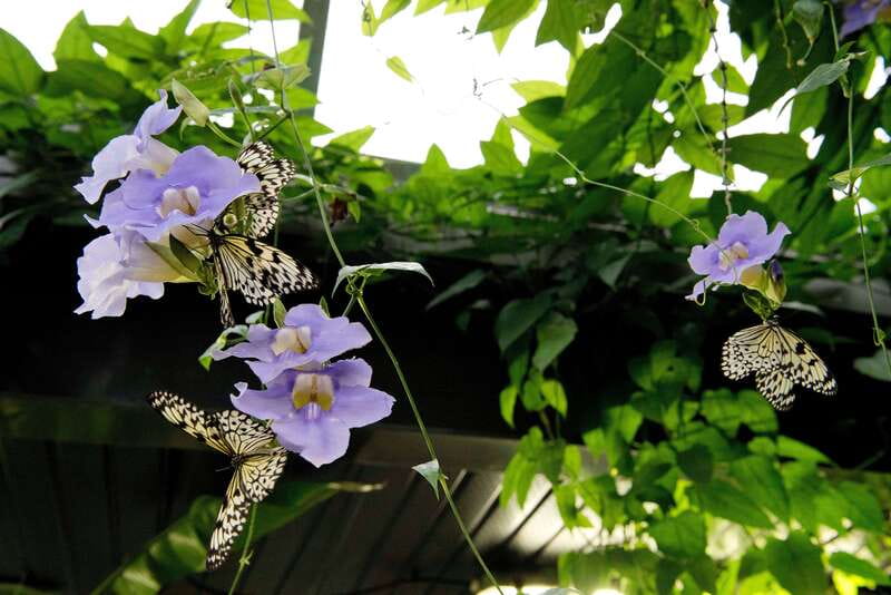 Victoria: Butterfly Gardens Admission Ticket - What $15 means for value