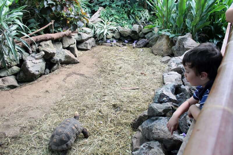 Victoria: Butterfly Gardens Admission Ticket - Booking details that affect your day