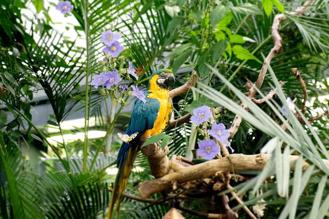 Victoria Butterfly Gardens Ticket - Key things to know before you go