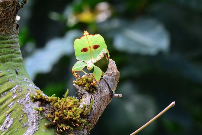 Victoria Butterfly Gardens Ticket - Animals you might miss if you rush