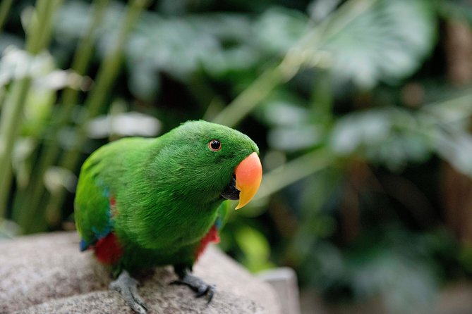 Victoria Butterfly Gardens Ticket - How long should you allow?
