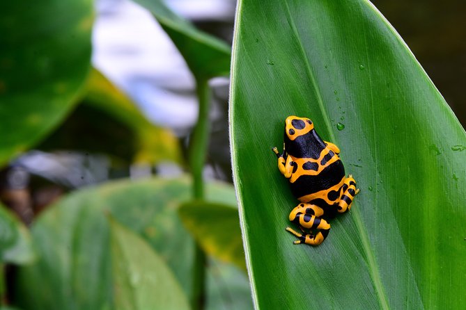Victoria Butterfly Gardens Ticket - The heat is part of the experience