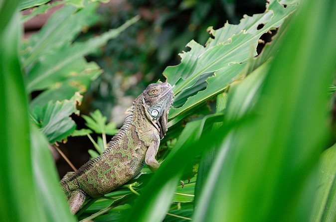 Victoria Butterfly Gardens Ticket - Is the $15.77 ticket good value?