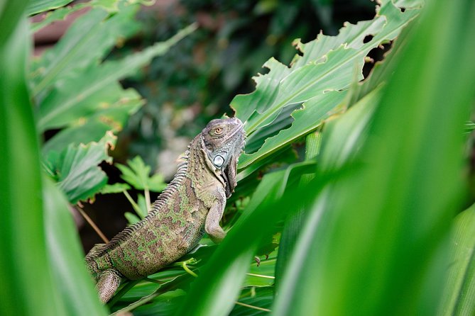 Victoria Butterfly Gardens Ticket - Getting there and fitting it into your day