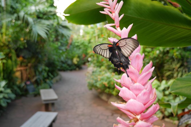 Victoria Butterfly Gardens Ticket - The insectarium adds a second reason to visit