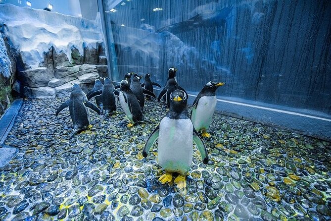 VIP Experience Dubai Aquarium & Underwater Zoo-As per Selection - Booking and cancellation details