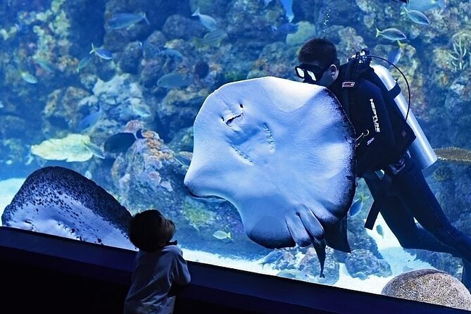 VIP Experience Dubai Aquarium & Underwater Zoo-As per Selection - The Underwater Zoo and King Croc