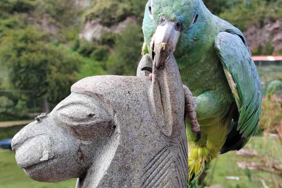 Visit to the Cochahuasi Animal Sanctuary with rescued animal - Key points to know before you go