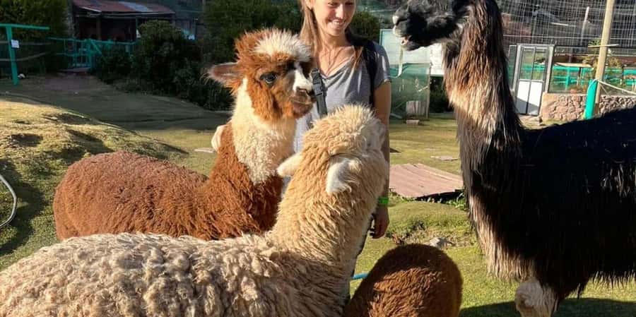 Visit to the Cochahuasi Animal Sanctuary with rescued animal - A short ride from Cusco to a serious animal rescue