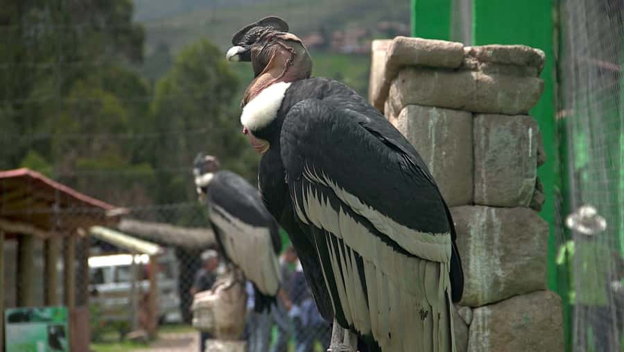 Visit to the Cochahuasi Animal Sanctuary with rescued animal - The guided sanctuary visit takes 40 to 60 minutes