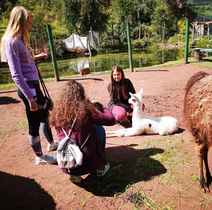 Visit to the Cochahuasi Animal Sanctuary with rescued animal - Llamas, alpacas, food, and enrichment