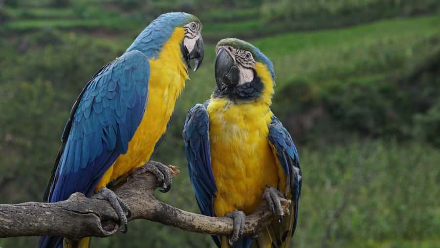 Visit to the Cochahuasi Animal Sanctuary with rescued animal - VIP animal houses and what the ticket price means