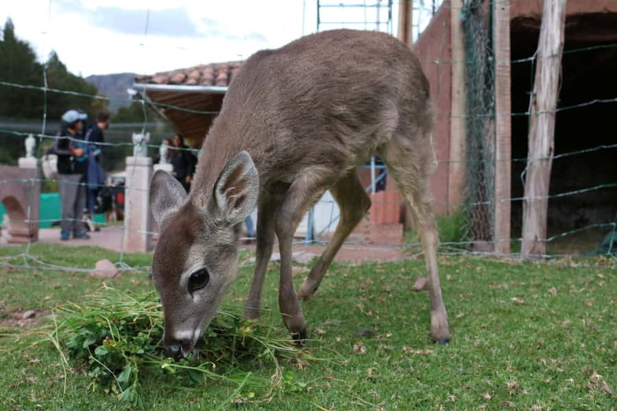 Visit to the Cochahuasi Animal Sanctuary with rescued animal - Who will enjoy Cochahuasi most