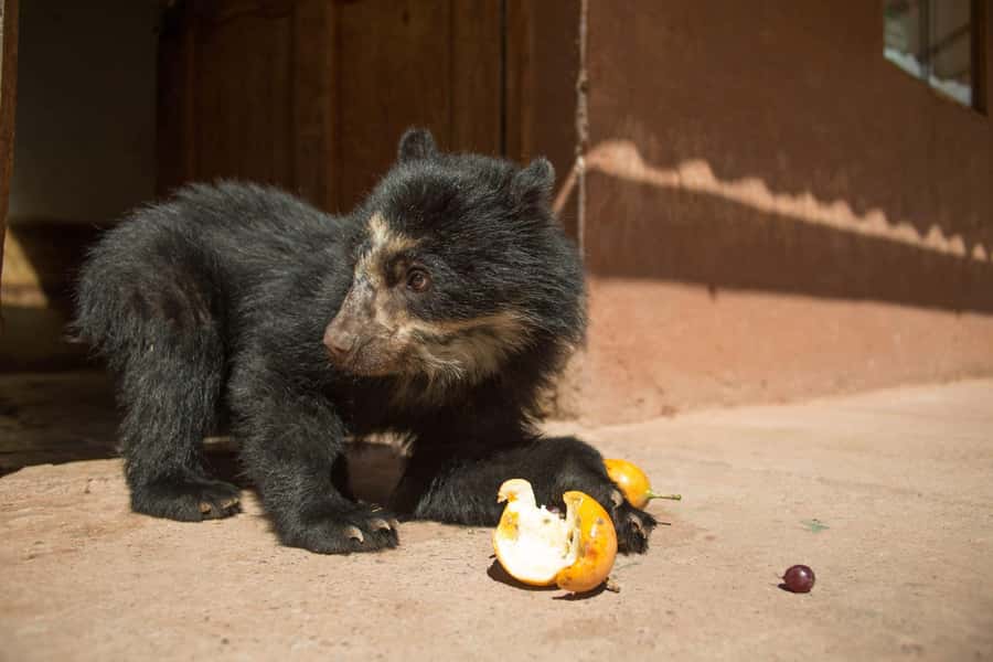 Visit to the Cochahuasi Animal Sanctuary with rescued animal - Meeting animals with difficult pasts