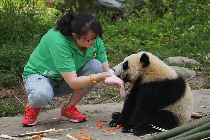 Visiting Dujiangyan Yaan Wolong Panda Base Optional Volunteering - What this panda day really offers