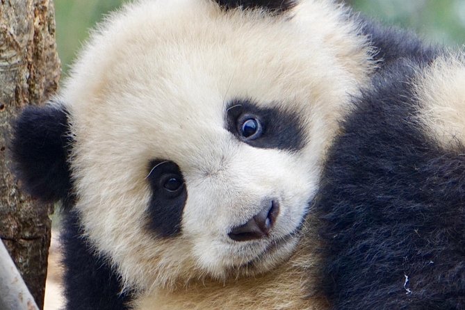 Visiting Dujiangyan Yaan Wolong Panda Base Optional Volunteering - Orientation, uniform, and the first panda tasks