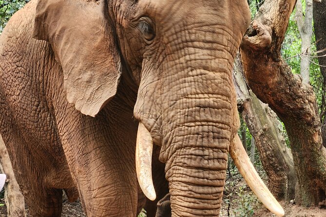 Walk with Elephants Experience plus Monkey Forest Walk - The monkey sanctuary’s forest paths and swinging bridge