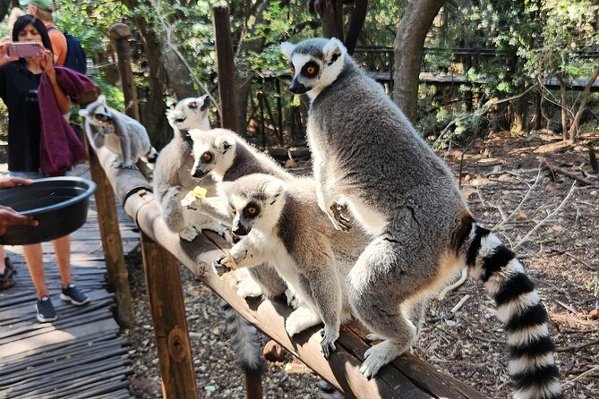 Walk with Elephants Experience plus Monkey Forest Walk - Booking timing, cancellations, and practical value