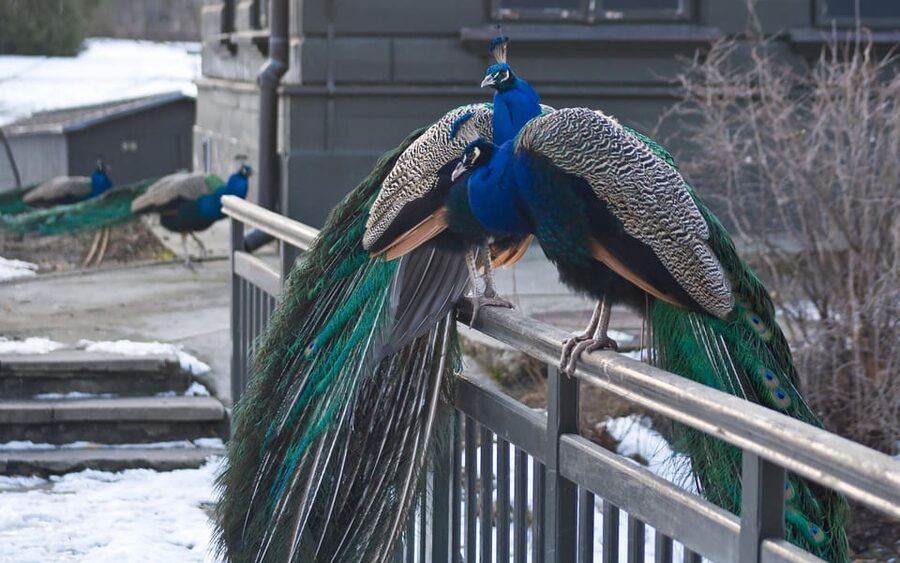 Warsaw Zoo Skip-the-Line Entry Ticket with Private Transport - Warsaw Zoo: A Simple Way to Reach a Large Animal Park