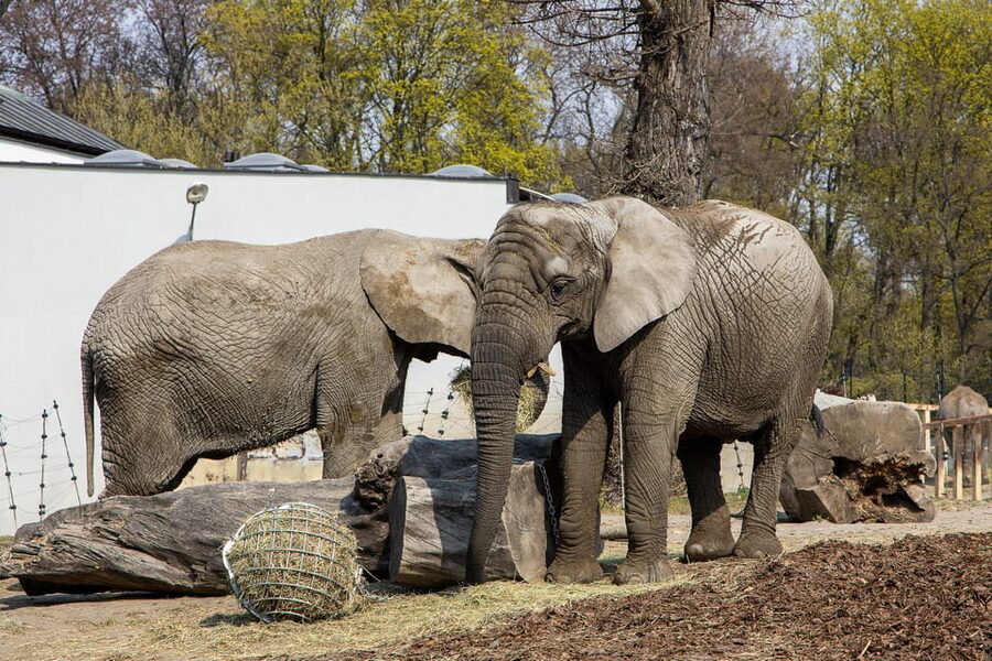 Warsaw Zoo Skip-the-Line Entry Ticket with Private Transport - Practical Details for a Smooth Visit