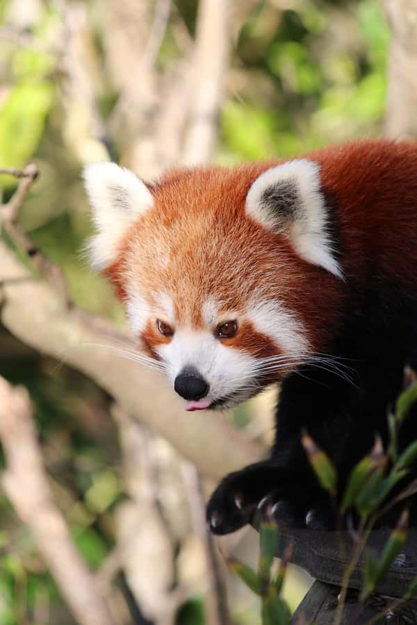Wellington Zoo General Entry Tickets - Starting at Wellington Zoo in Newtown
