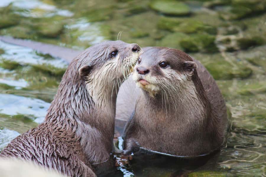 Wellington Zoo General Entry Tickets - Making time for daily animal talks