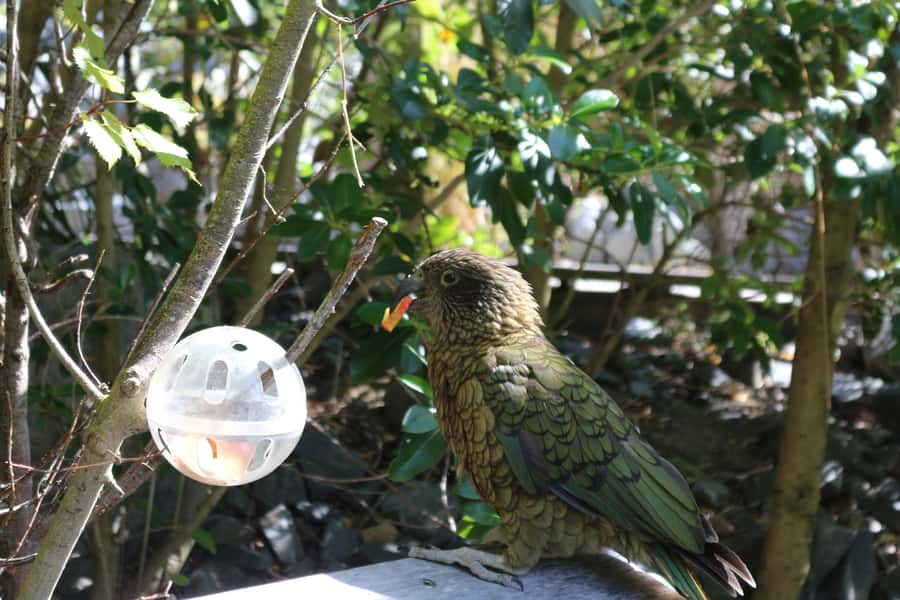 Wellington Zoo General Entry Tickets - Meeting native and exotic animals